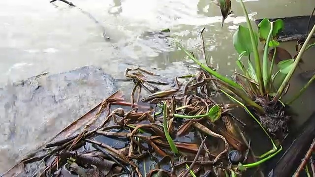 水生植物。水葫芦(凤眼莲)在河边视频素材