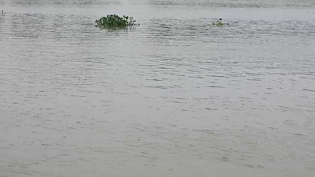 水生植物。水葫芦(凤眼莲)在河中视频素材