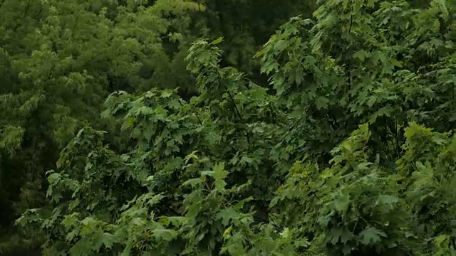 大雨倾盆，狂风摇晃着树枝，雨水滴漏视频素材