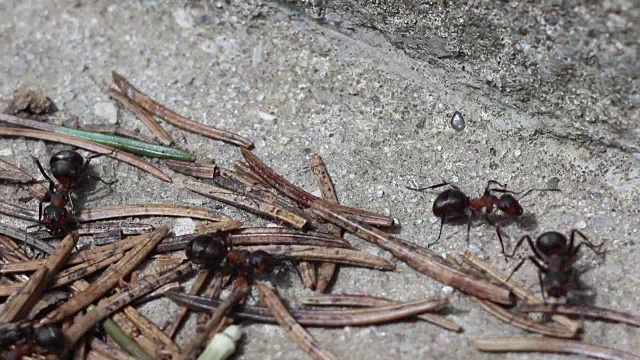 红蚂蚁视频素材