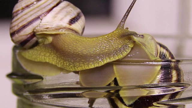花园蜗牛视频素材