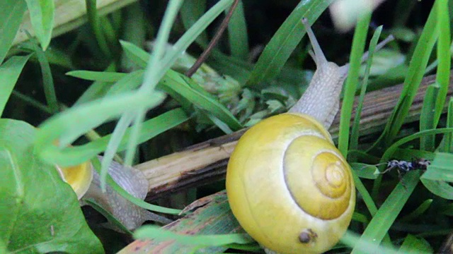 花园蜗牛视频素材
