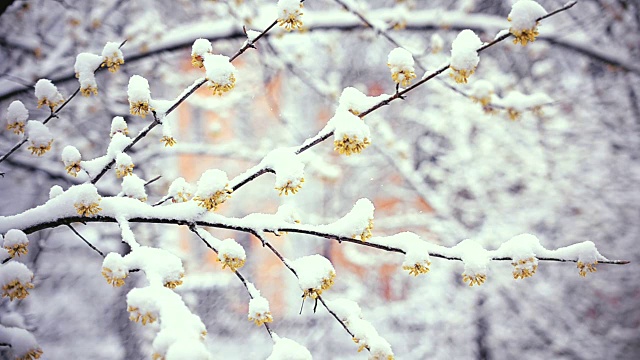 春天的冬日。雪落在樱花上视频素材