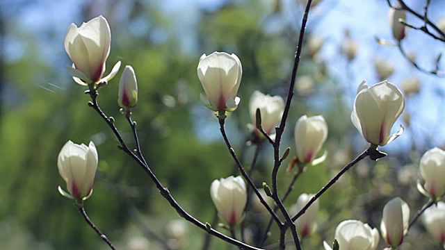 白玉兰花视频素材