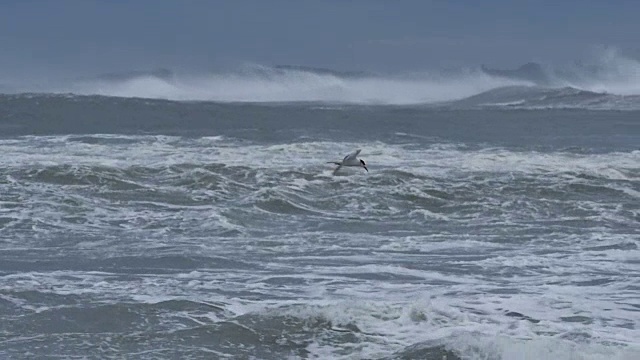 海燕在暴风雨天气中飞过海浪视频素材