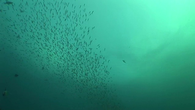 珊瑚生命潜水莫桑比克南非水下录像视频素材