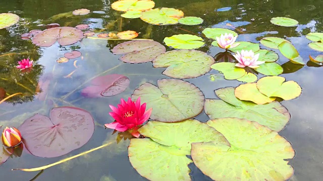 池塘里有五颜六色的水视频素材