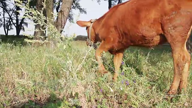 奶牛在田野里吃草视频素材