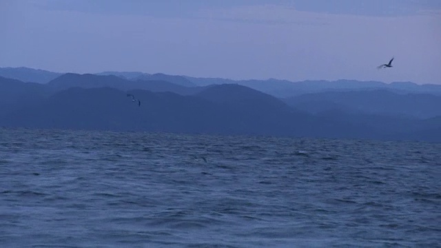 海鸟飞过海洋视频素材