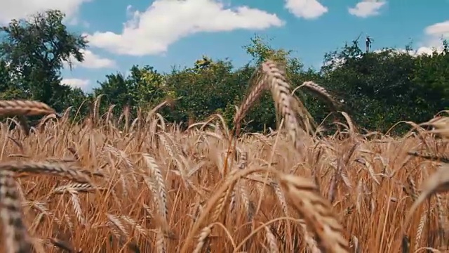 麦田和小穗视频素材