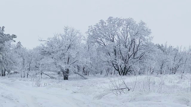 美丽的森林大自然的树木在冬天的雪圣诞节视频素材