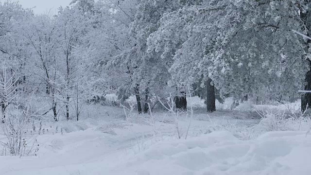 美丽的森林的树木，雪的自然冬天圣诞节视频素材