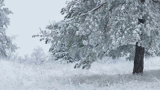 冷杉树在雪野森林圣诞冬天的树枝下雪视频素材