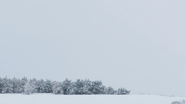 森林自然美丽的树木，雪，冬天圣诞节视频素材