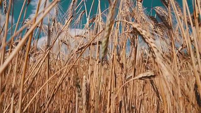 麦田和小穗视频素材