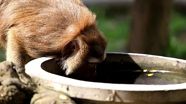 猴子的饮用水视频下载