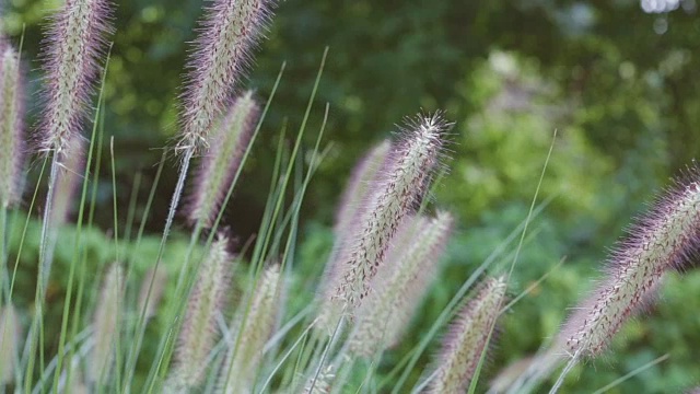 观赏草很容易随风飘动视频素材