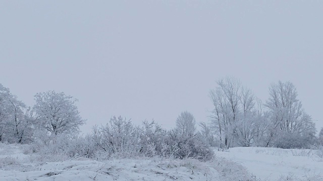 森林自然美丽的树木，下雪的冬天圣诞节视频素材