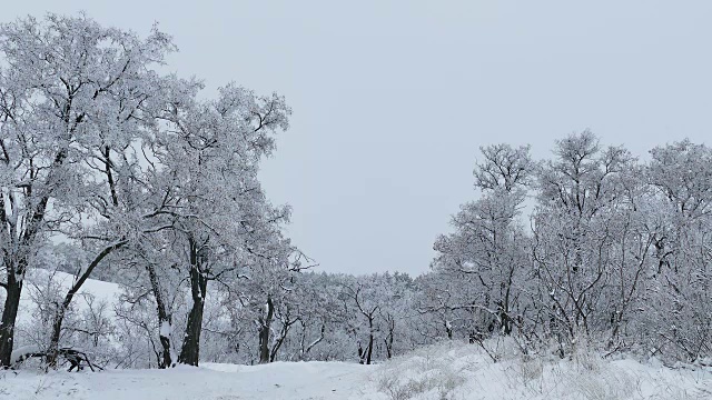 森林美丽的树木，冬天的雪大自然圣诞节视频素材