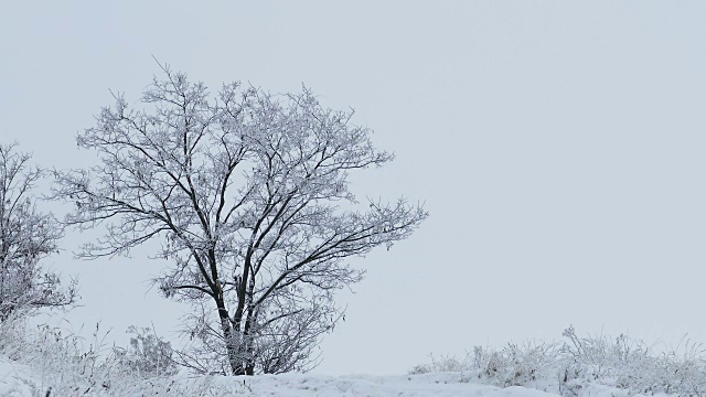 孤独的树站在美丽的雪原自然冰冻的树枝视频素材