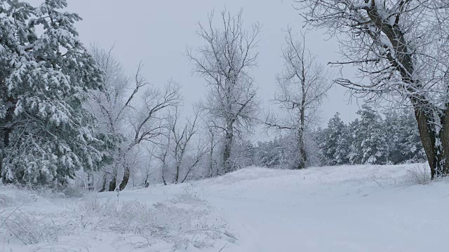 美丽的森林的树木，雪，冬天，圣诞节的大自然视频素材