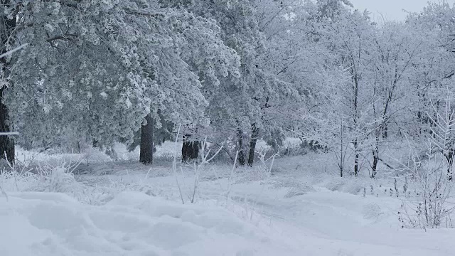 美丽的森林的树木自然在冬天的雪圣诞节视频素材