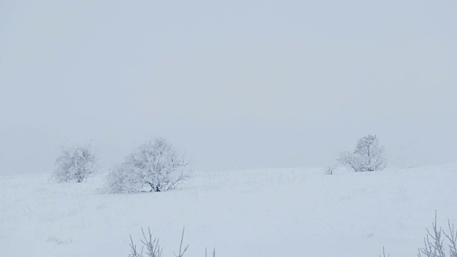 森林美丽的树木自然雪冬天圣诞节视频素材