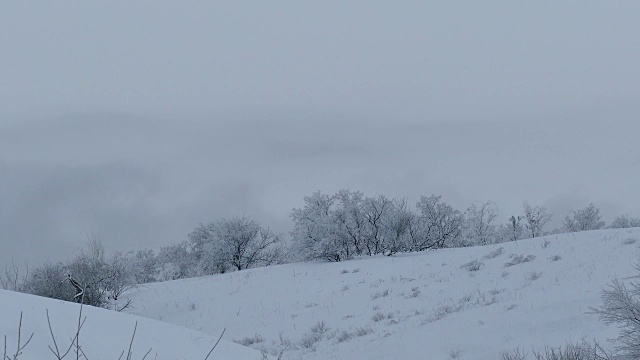 森林自然美丽的树木，雪，冬天圣诞节视频素材