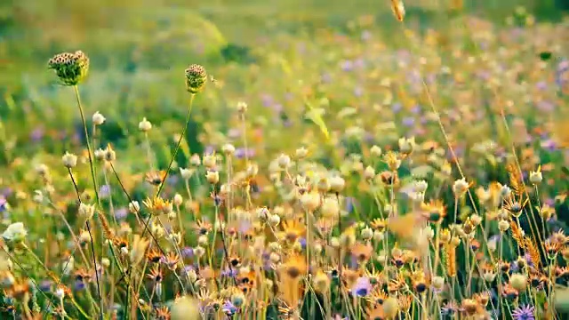 在草地上有野花的乡村景观。美丽的春天的背景视频下载