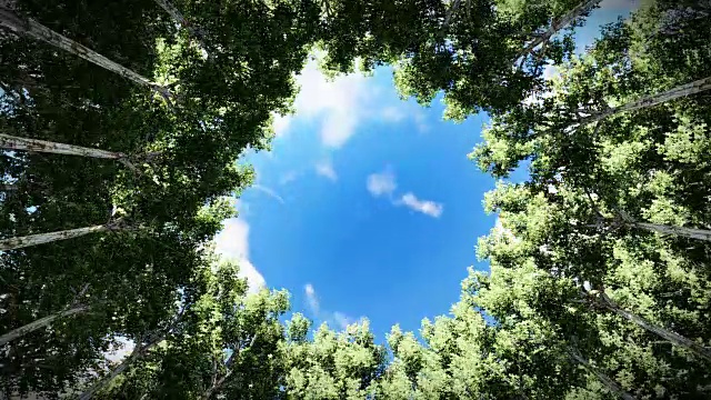 抬头看一圈红杉，流云，满月视频素材