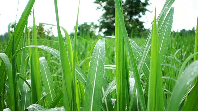 雨滴落在农田里的玉米叶子上视频素材