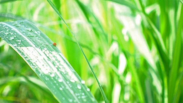 田间瓢虫在玉米叶上滴着雨滴视频素材