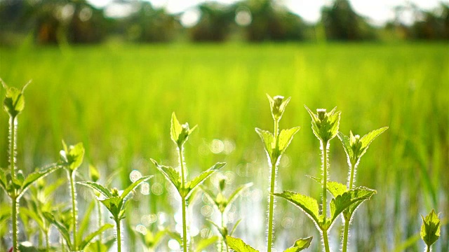 田野里绿草的嫩芽和水中反射的阳光的虚化视频素材