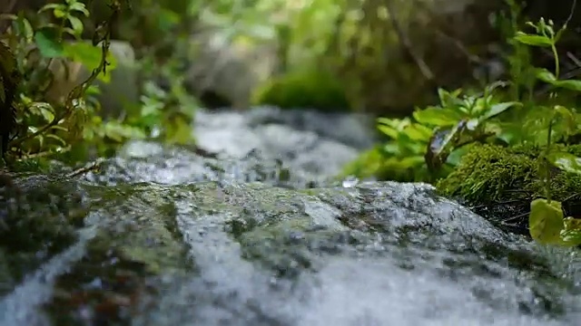 小溪在森林中流淌视频素材
