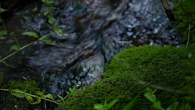 青苔生长在小溪旁饮水视频素材