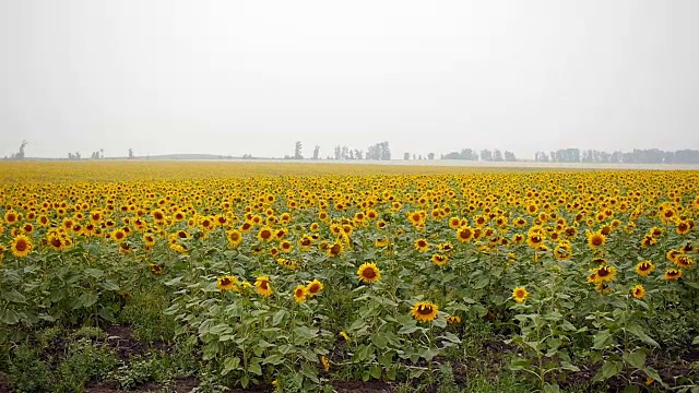 向日葵的田野相机全景视频素材