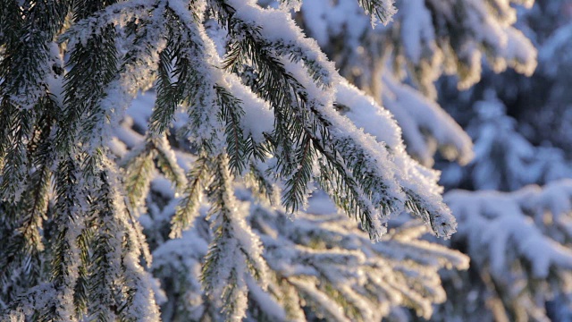 雪落在松枝上视频素材