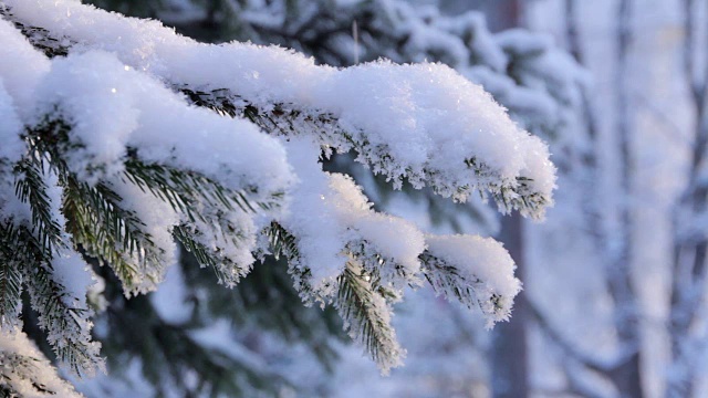 雪落在松枝上视频素材