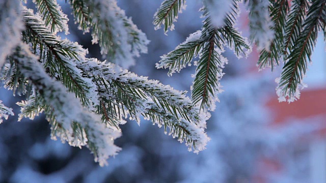 雪落在松枝上视频素材