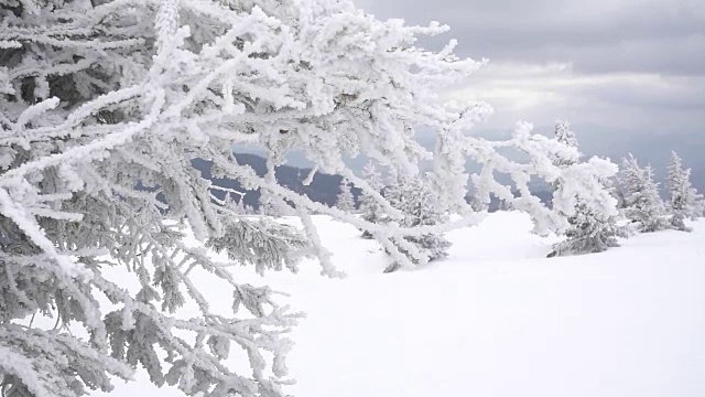 雪杉树视频素材