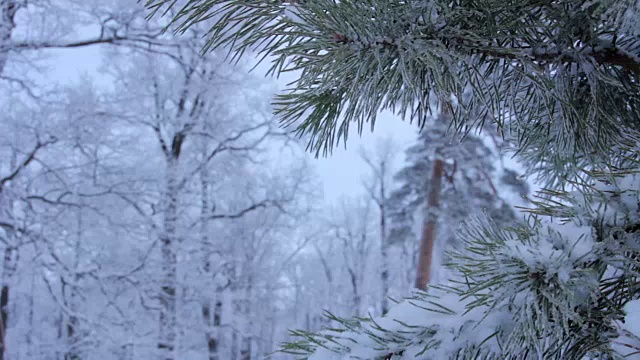 雪落在松枝上视频素材