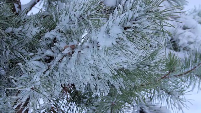 雪落在松枝上视频素材