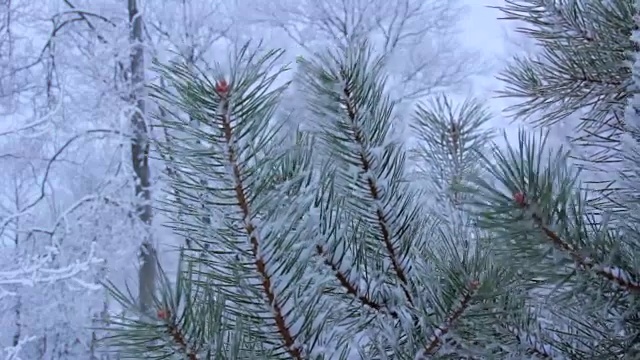 雪落在松枝上视频素材