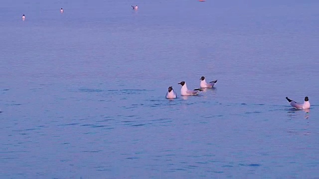 海鸥在海上飞翔视频素材