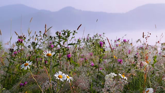 带露珠的花。视频素材