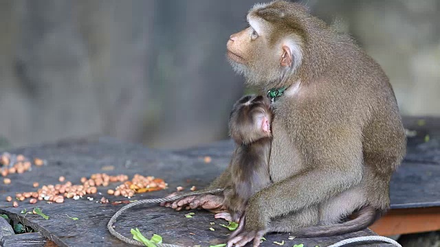 猴子妈妈和她可爱的宝宝视频素材