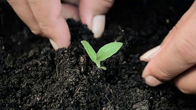 年轻的绿色种植视频下载