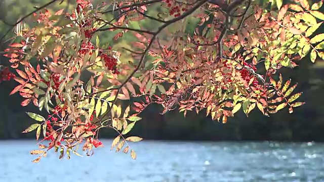 Onneto湖和树枝上的红色叶子。视频素材