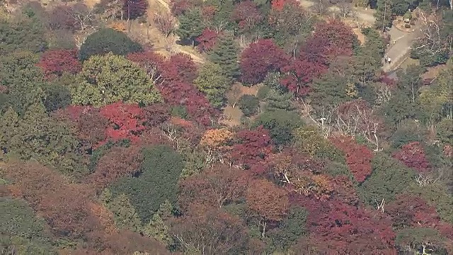 因为,Hozukyo;山坡上秋叶缤纷。视频素材