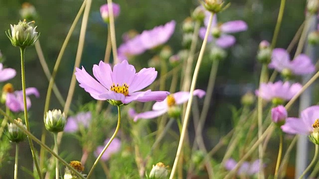 Kosmeya和蜜蜂视频素材